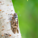 スピリチュアルでは蝉は幸運の象徴