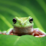 カエルのスピリチュアルなメッセージは?カエルは幸運の象徴で縁起がいい?