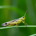 バッタのスピリチュアルな意味やメッセージとは?バッタは幸運を運んで来てくれる?