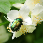 カナブンのスピリチュアルな意味とは?幸運を運ぶ虫?コガネムシは縁起が良い?