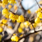 1月21日生まれの誕生花が→コレ!性格や恋愛・仕事などの誕生日占いもご紹介!