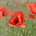 【8月の誕生花一覧】8月の誕生花・花言葉をご紹介!