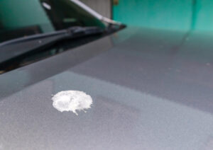 鳥のフンが車に落ちた時のスピリチュアルな意味とは?その他の場所別の意味もご紹介!