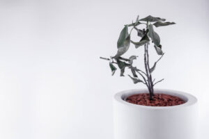 観葉植物が枯れる時のスピリチュアルな意味とは?枯らさない対策もご紹介!